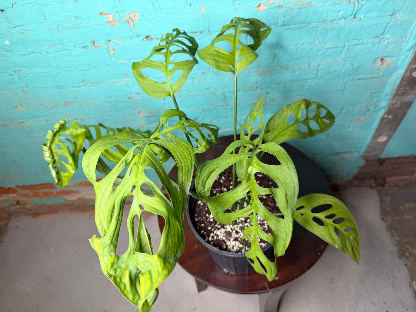 Monstera Esqueleto 10”