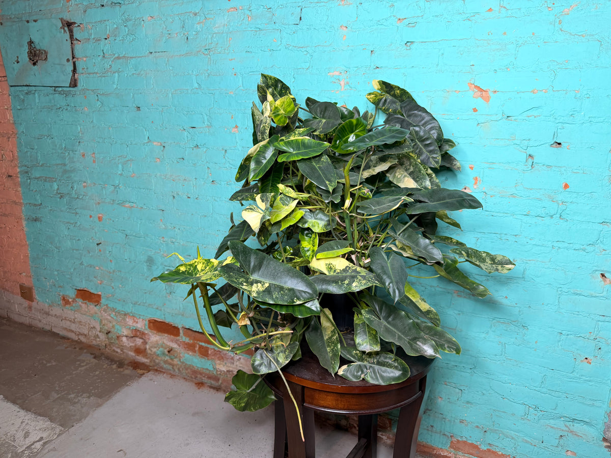 Philodendron Burle Marx Variegated 10”