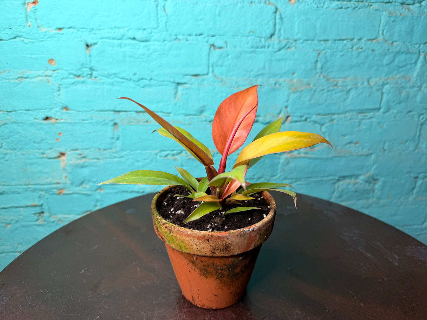 Philodendron Prince of Orange  4” (Clay)
