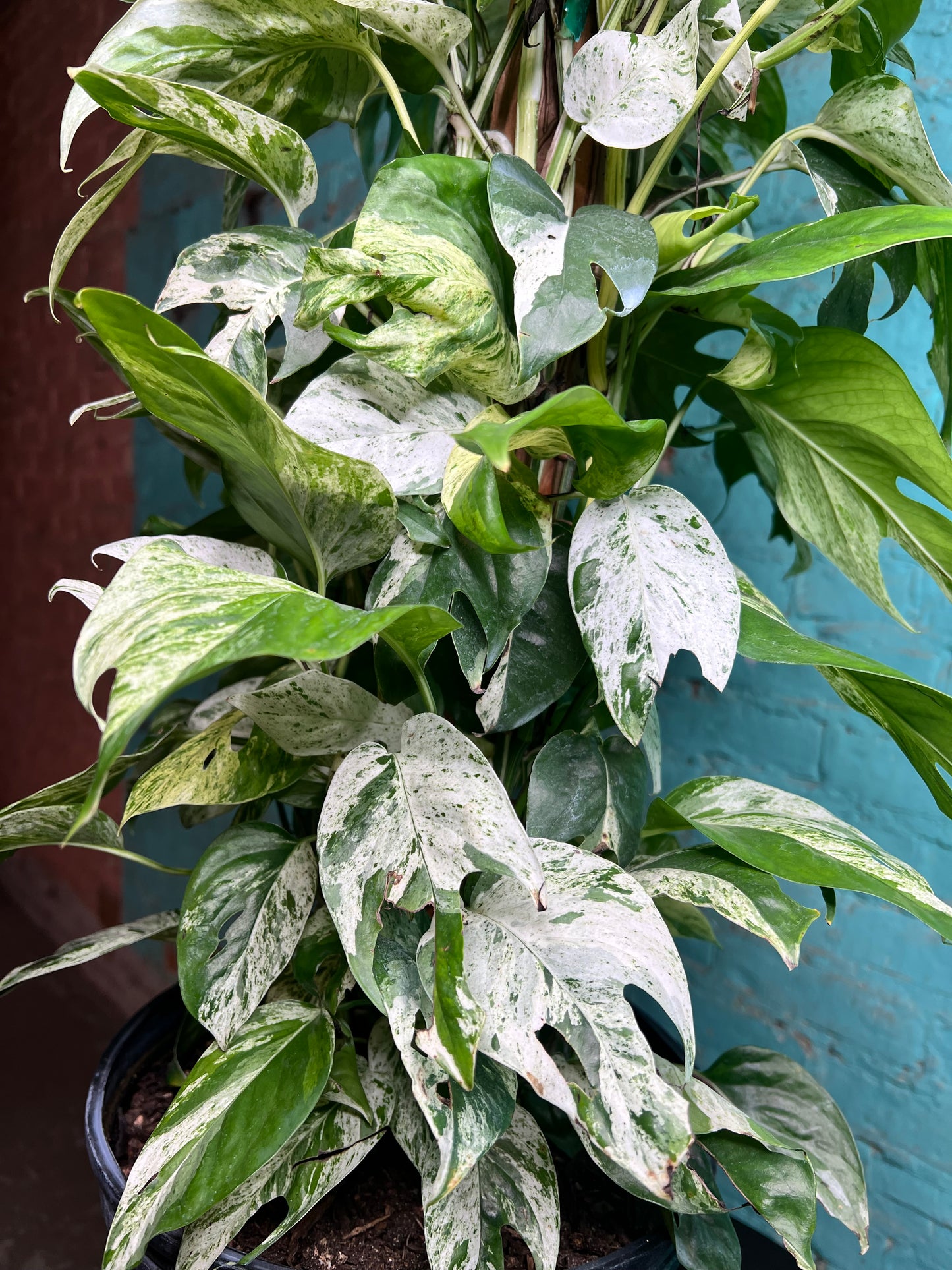 Epipremnum Pinnatum Marble Flame 10” totem