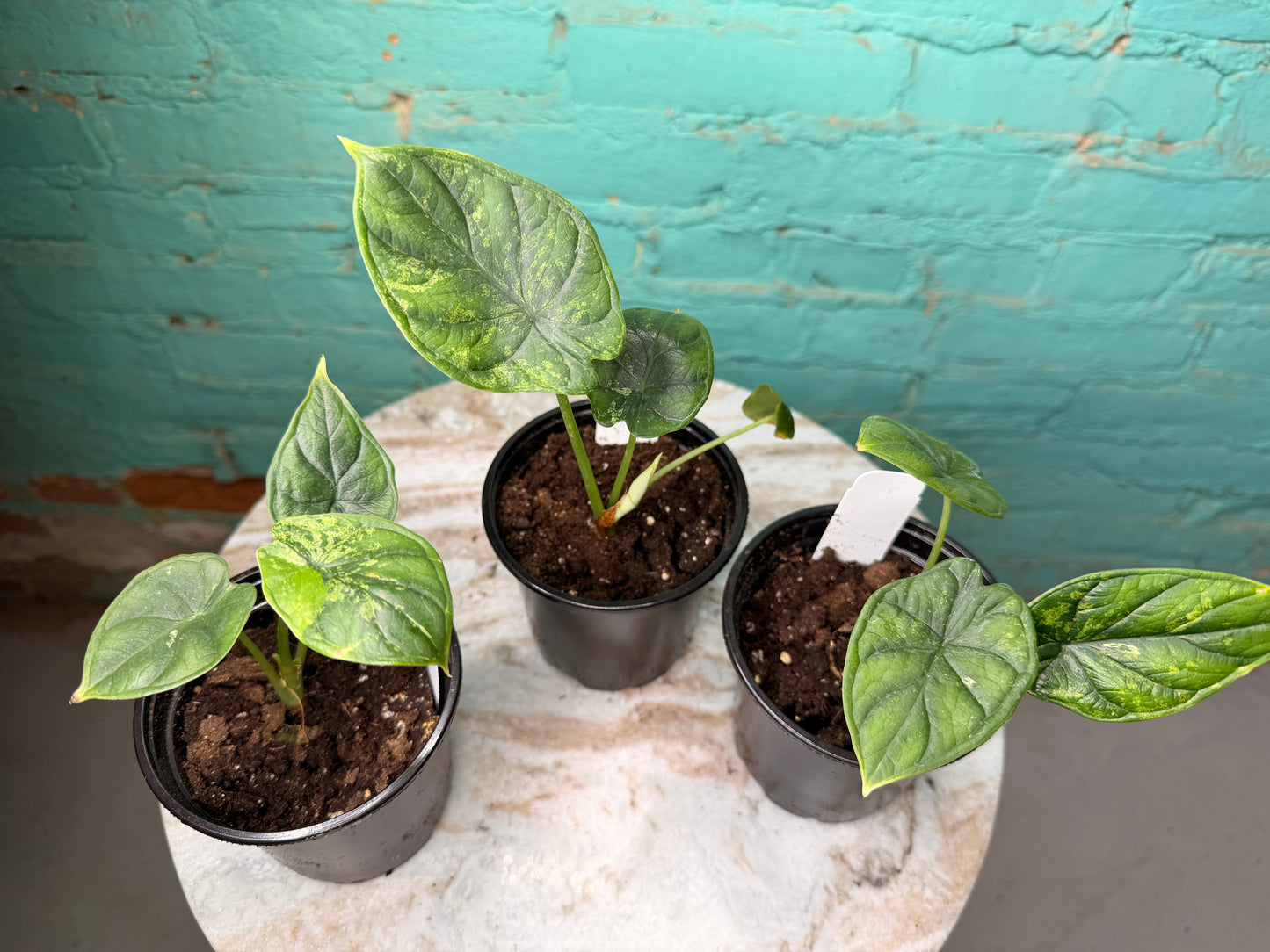 Alocasia Dragon Scale Mint 4”