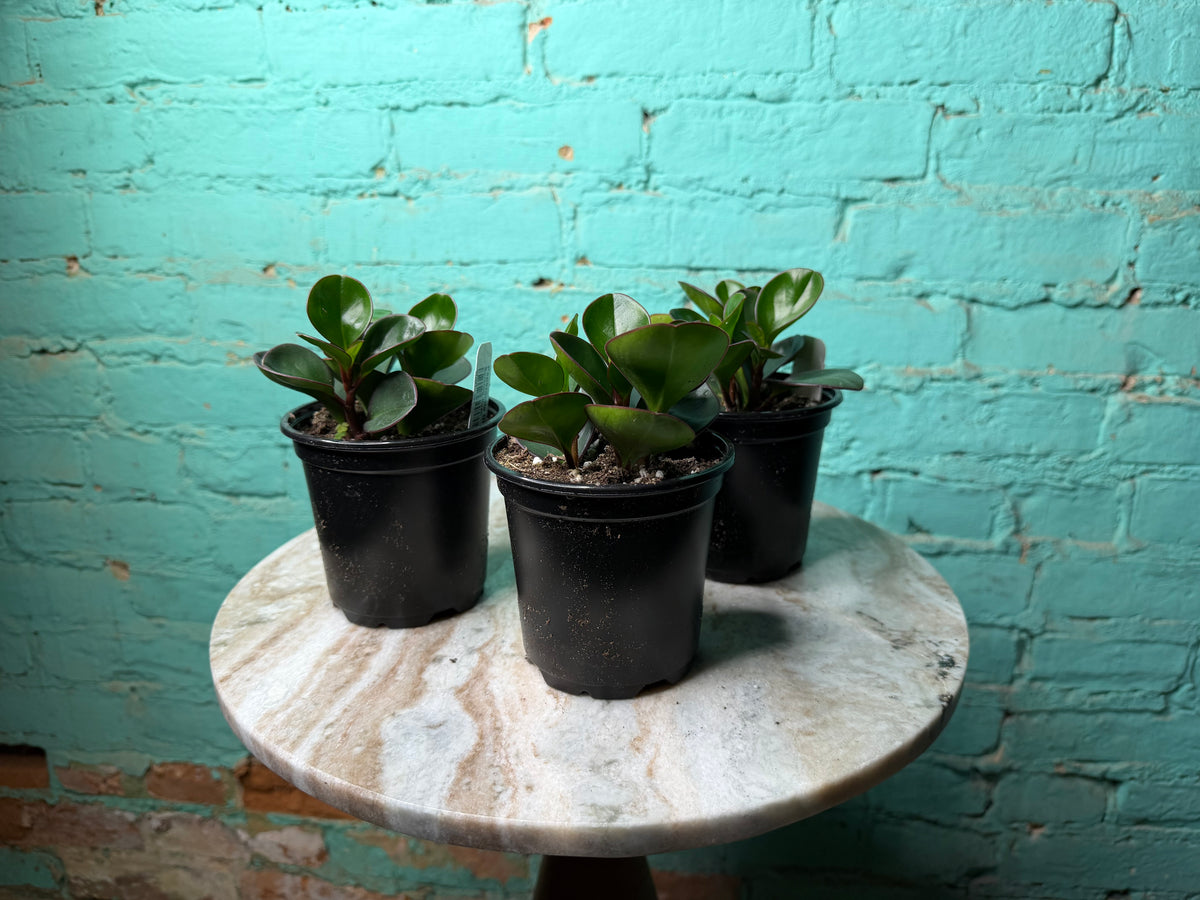 Peperomia Obtusifolia Green 4”