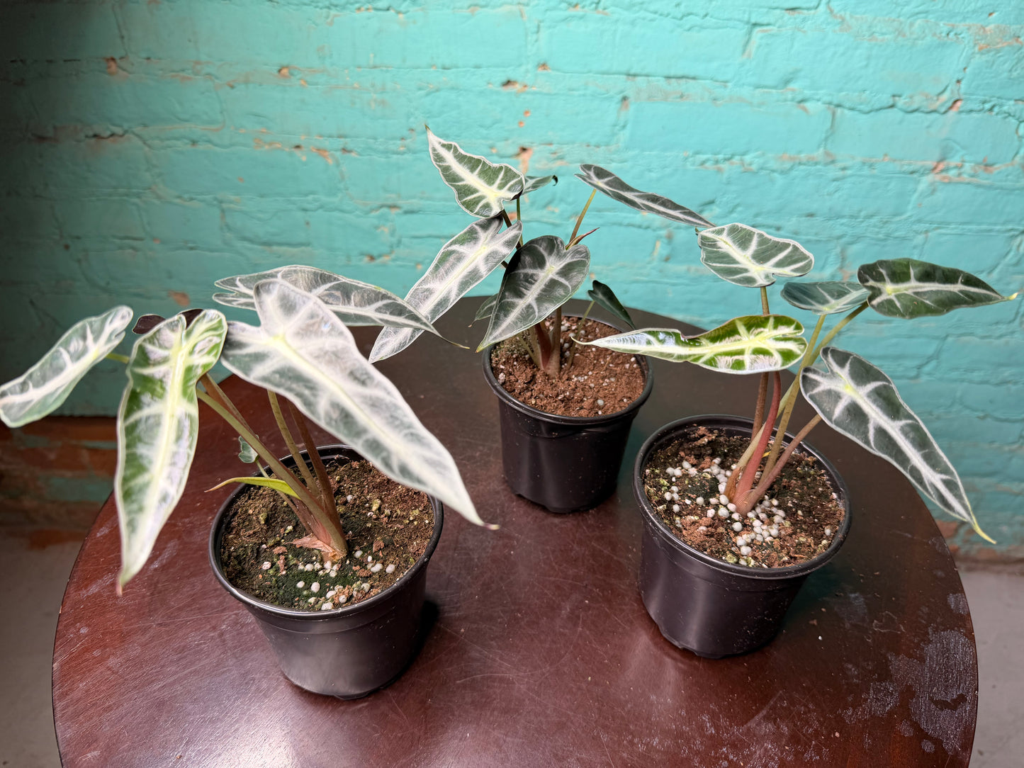 Alocasia ‘Bambino’ 4”