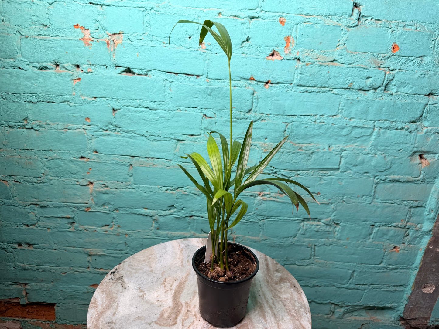 Areca palm or Butterfly Palm 4”