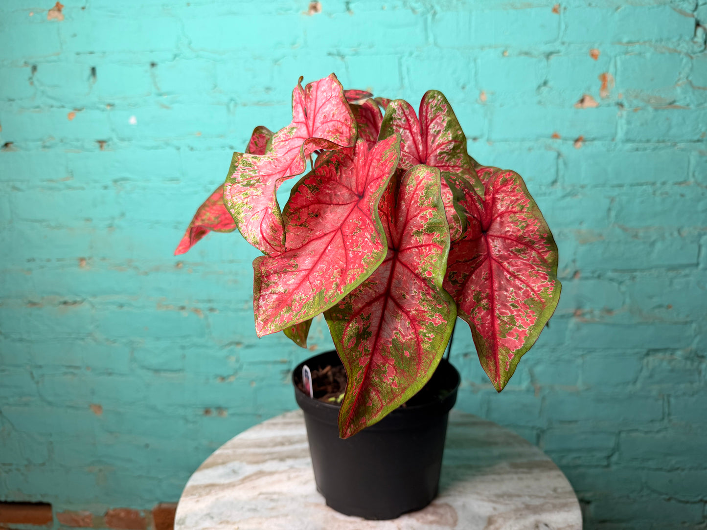 Caladium 6” ‘Lava Glow’