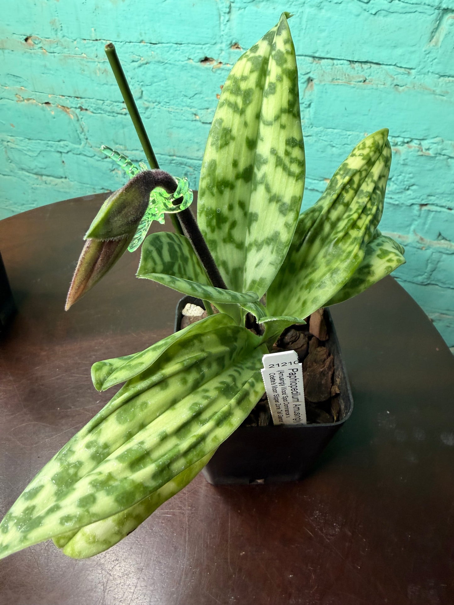 Paphiopedilum ‘Fred Amusingly’ Lady Slipper