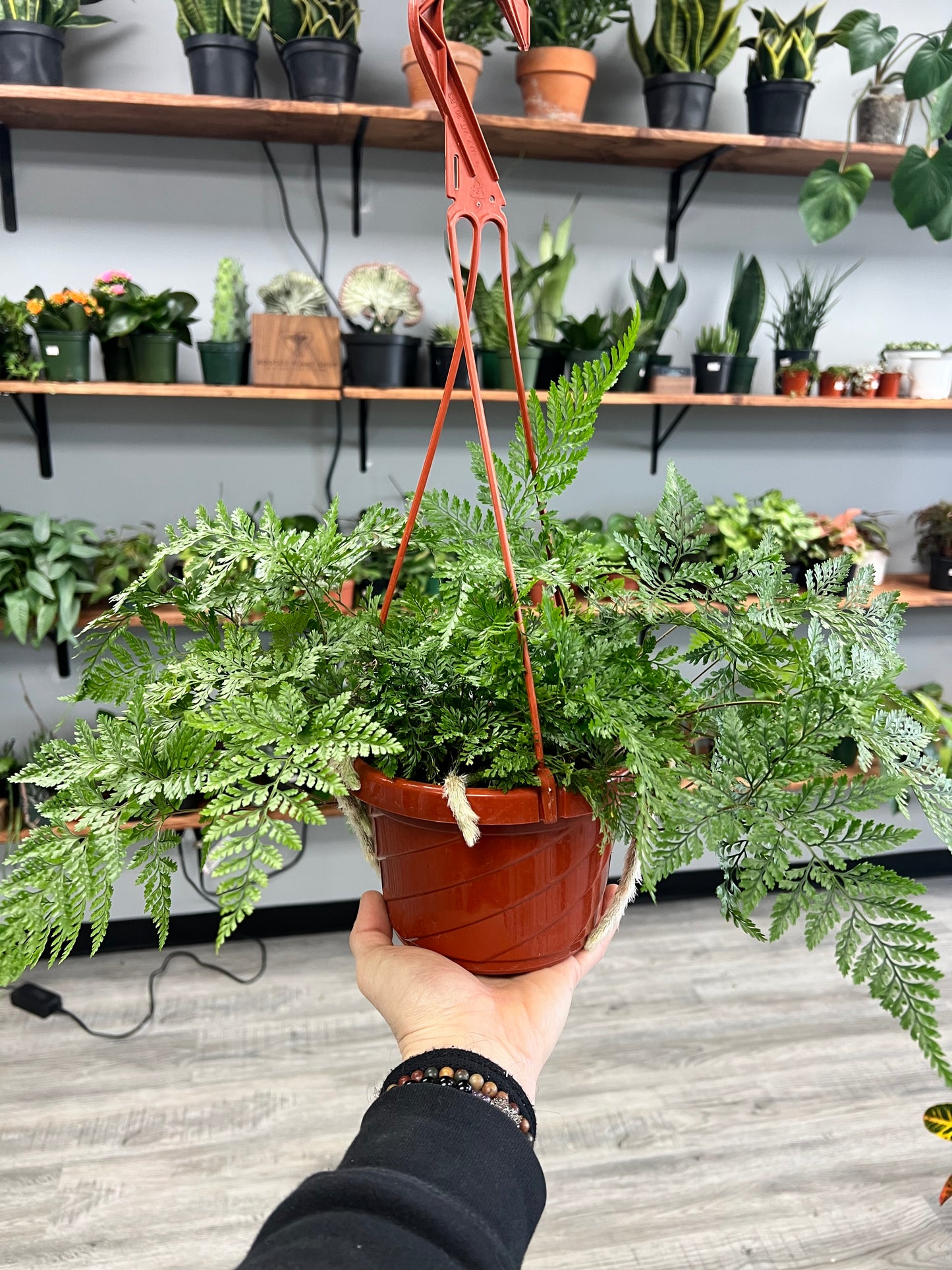 Rabbit Foot Fern Basket 6”