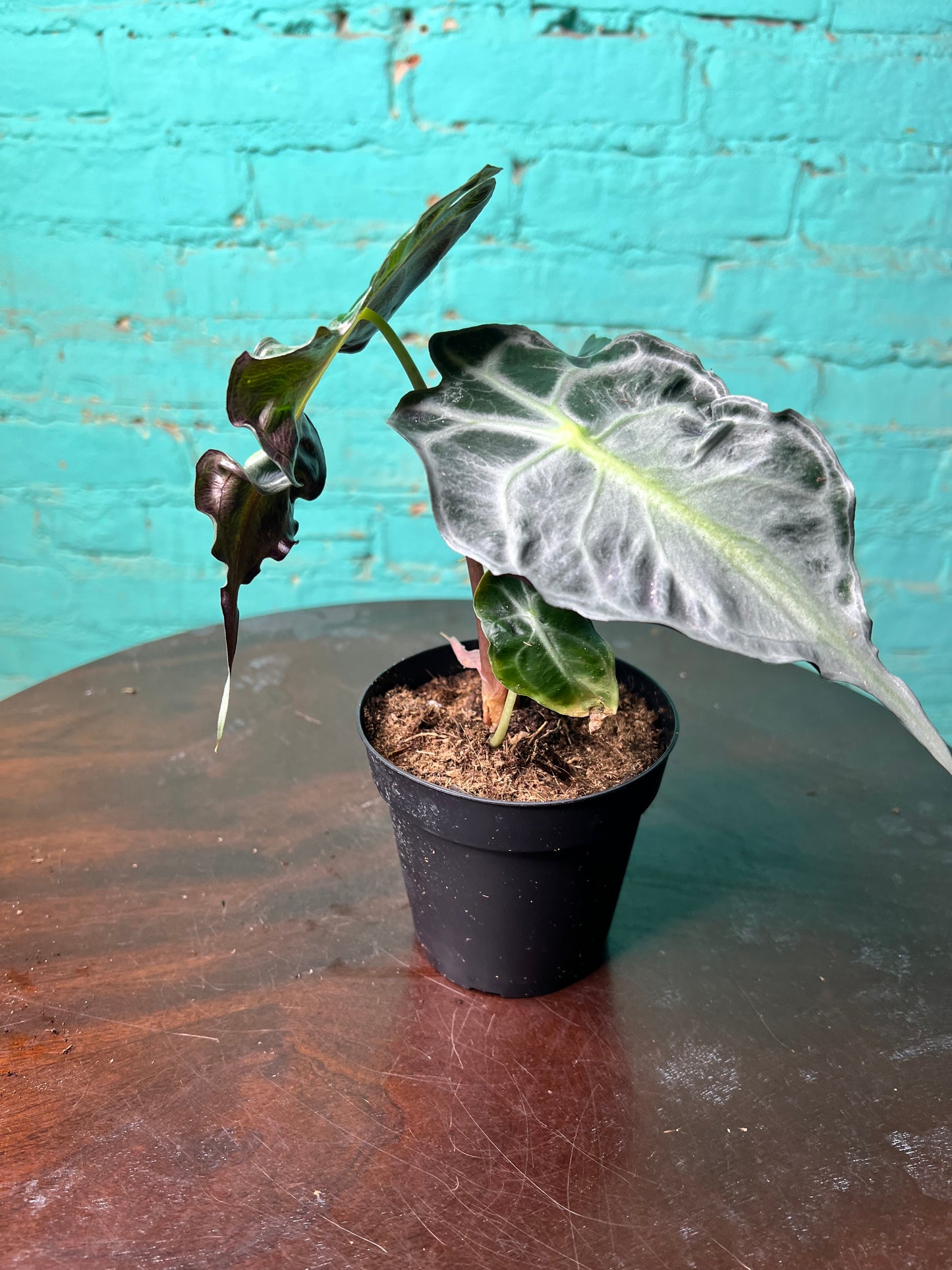 Alocasia Venom 4” (Non-TC)