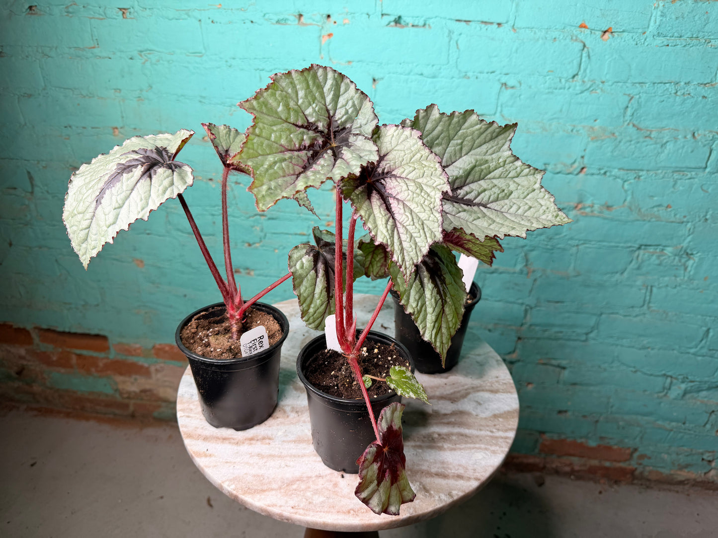 Begonia T-Rex ‘First Blush’