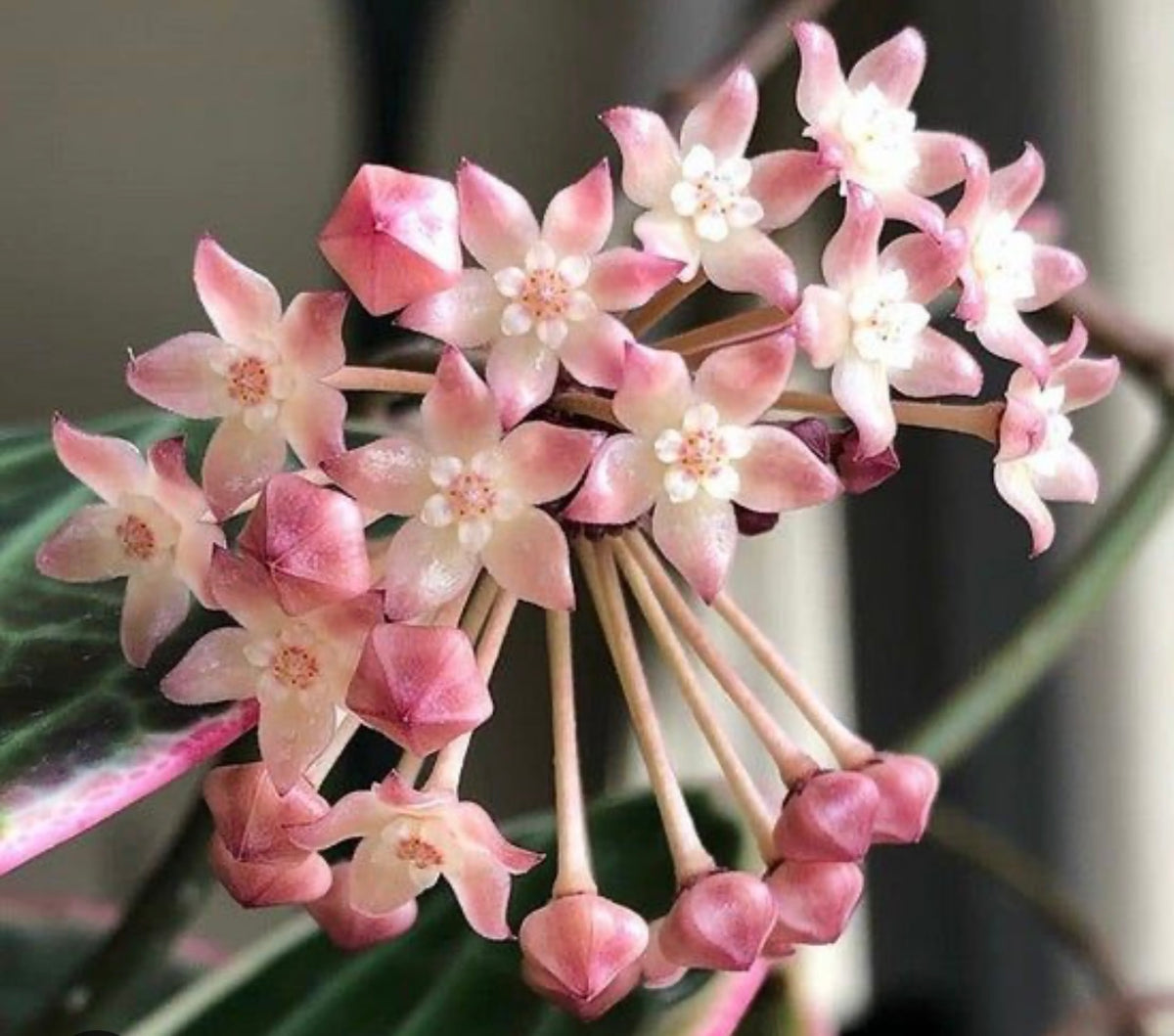 Hoya Macrophylla Variegata 4”