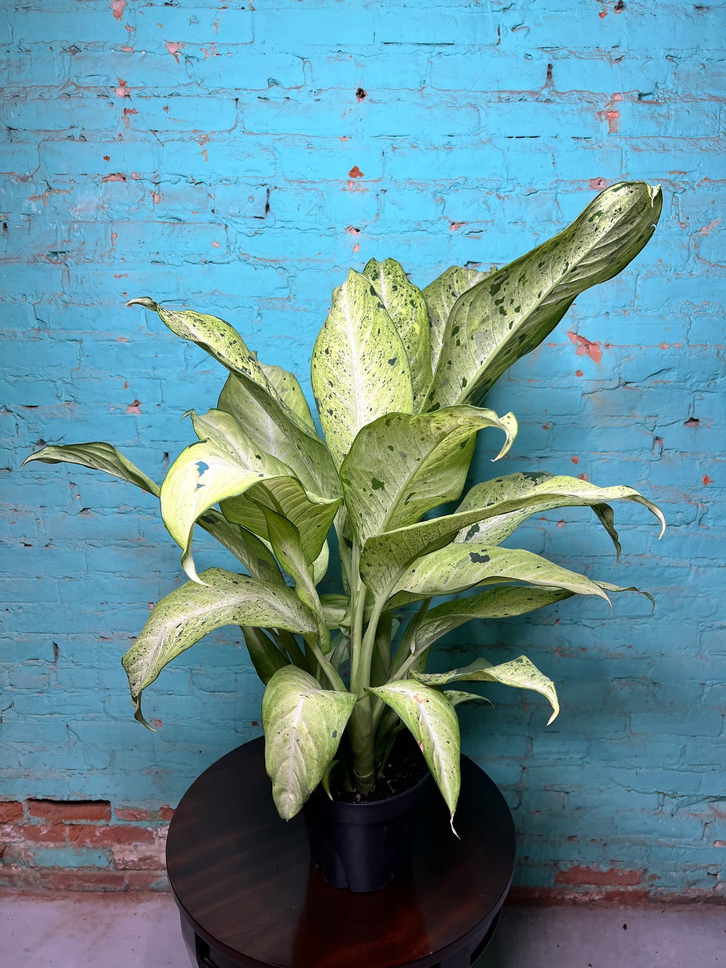Dieffenbachia camouflage 8”