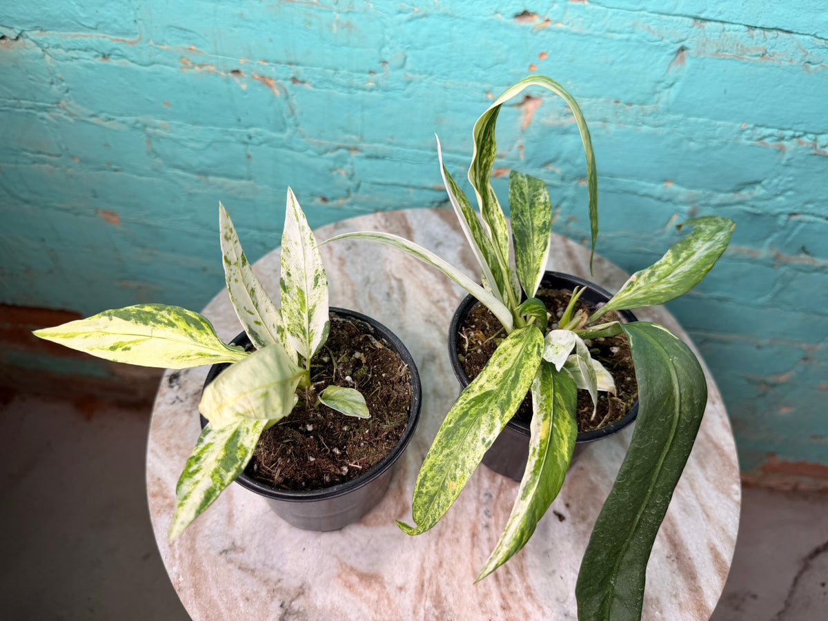 Anthurium Vittarifolium Variegated 4”