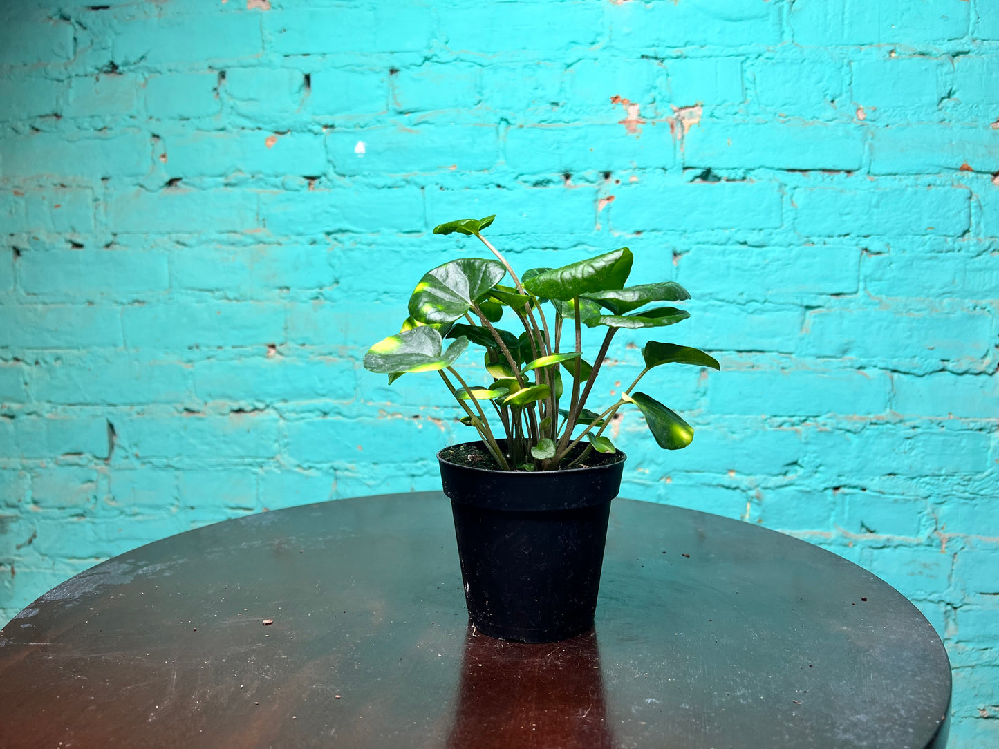 Farfuglum Firefly 4”