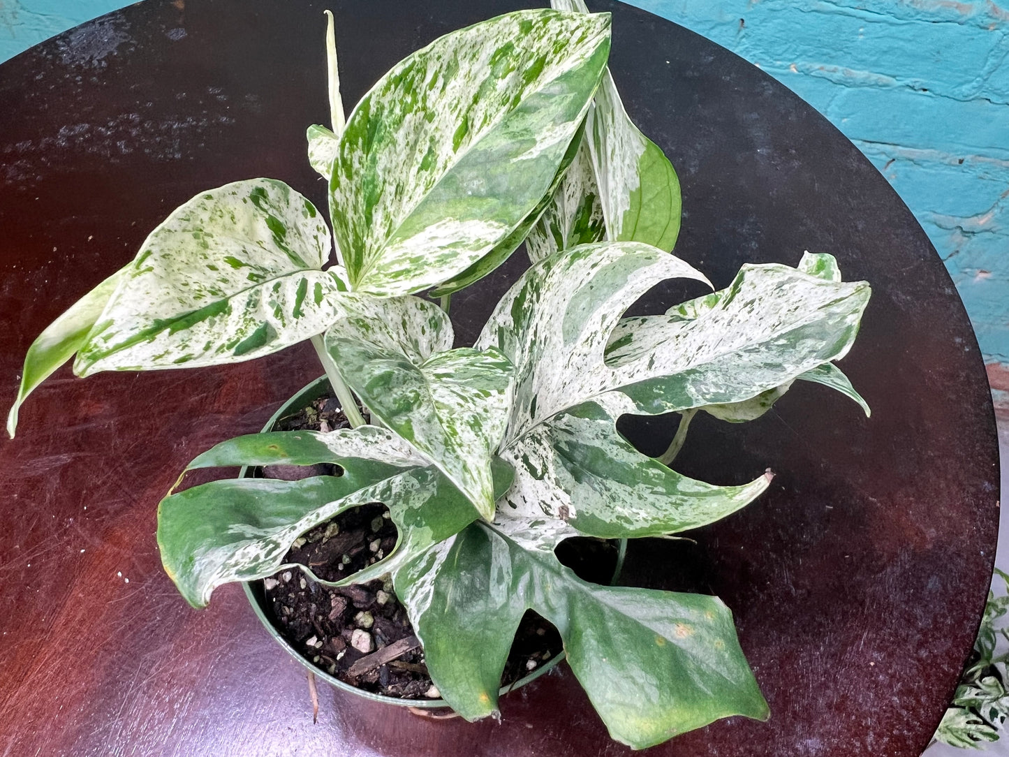 Epipremnum Pinnatum Marble Flame 4”