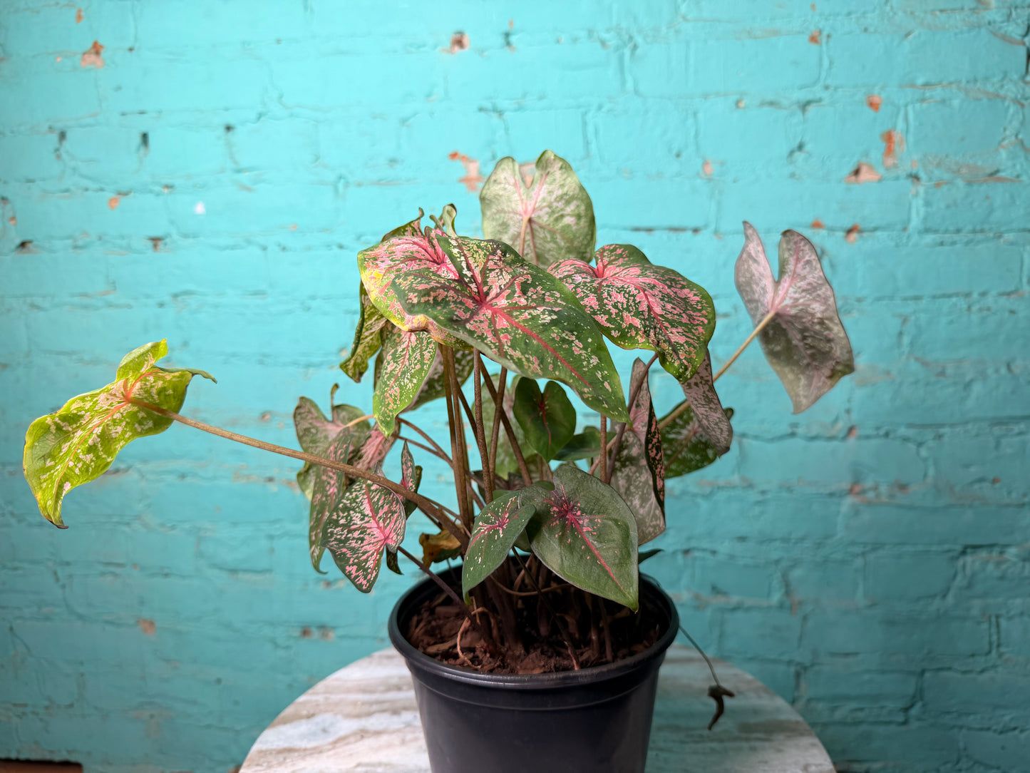 Caladium 6” ‘Pink Dream’