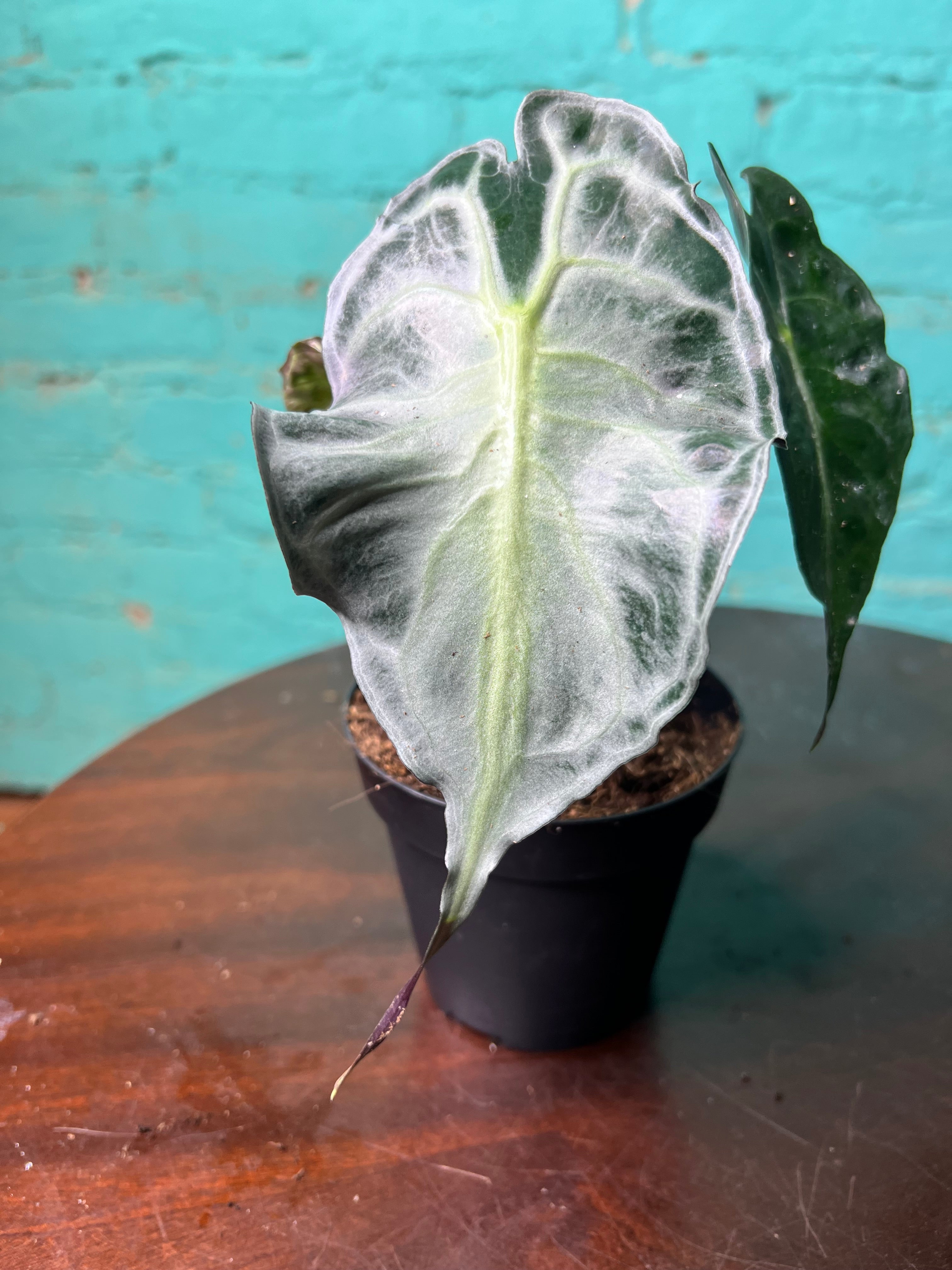 Alocasia Venom 4” (Non-TC) – The Rooted Plant Shop