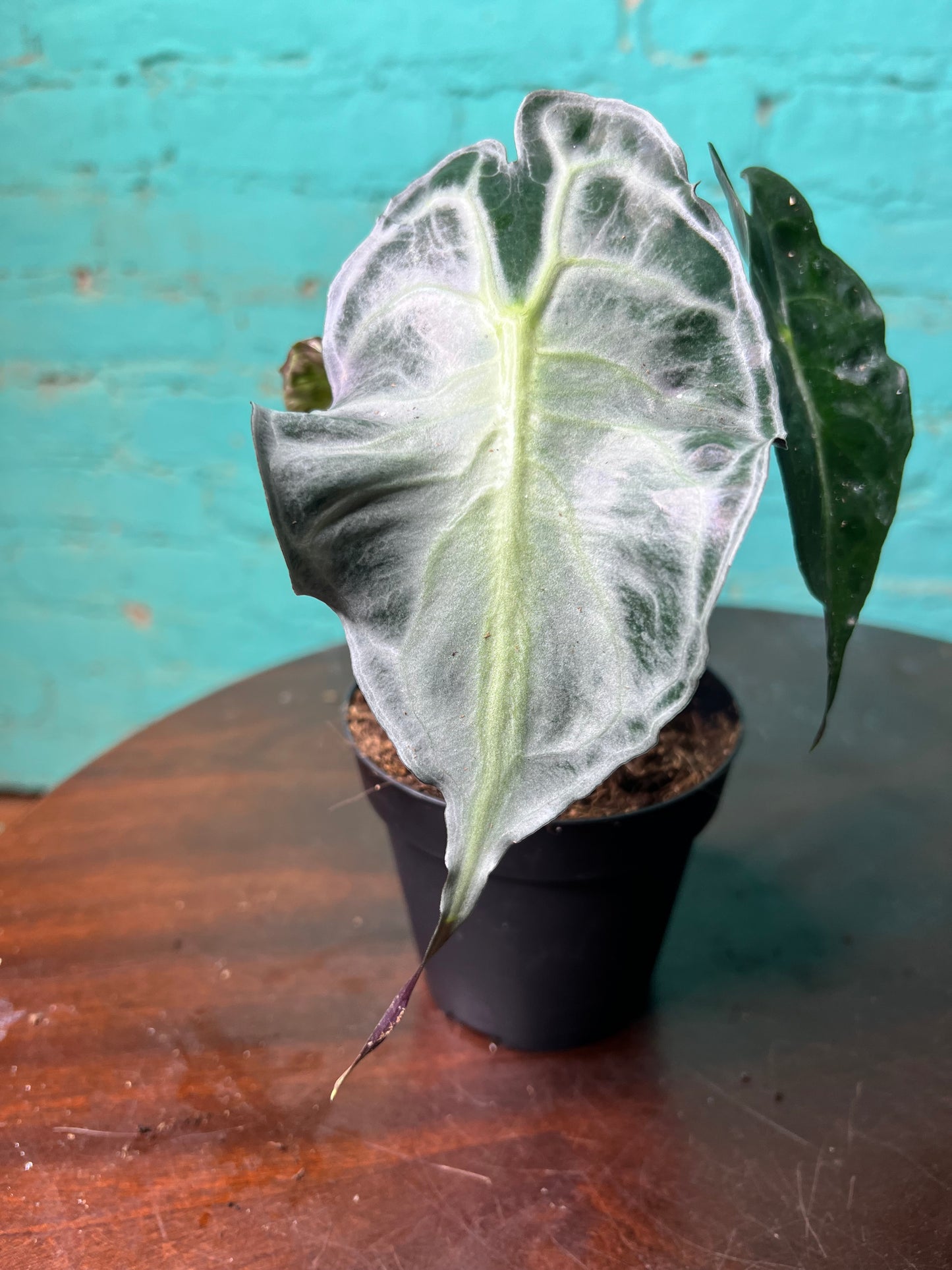 Alocasia Venom 4” (Non-TC)