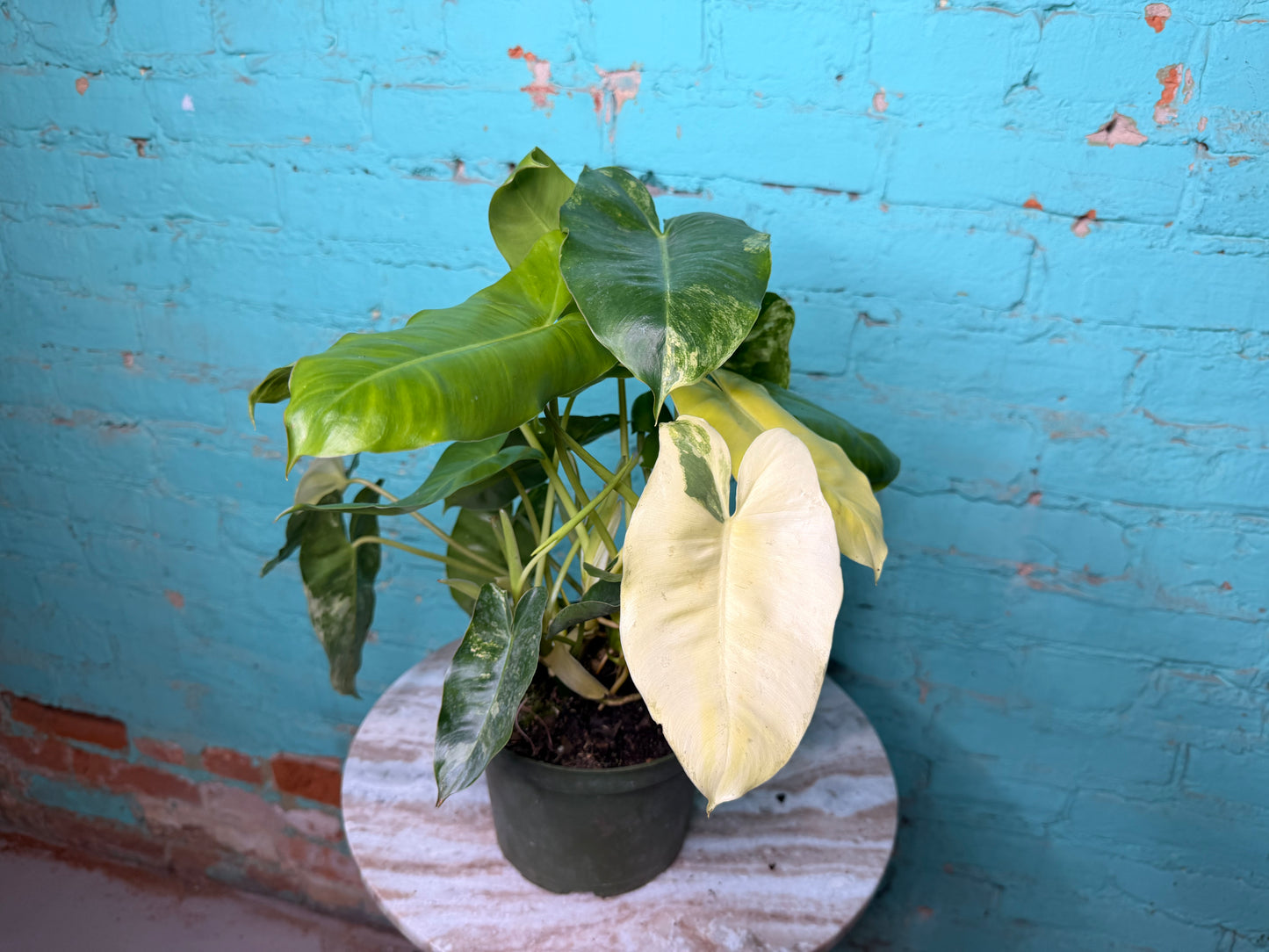 Philodendron Burle Marx Variegated 6”