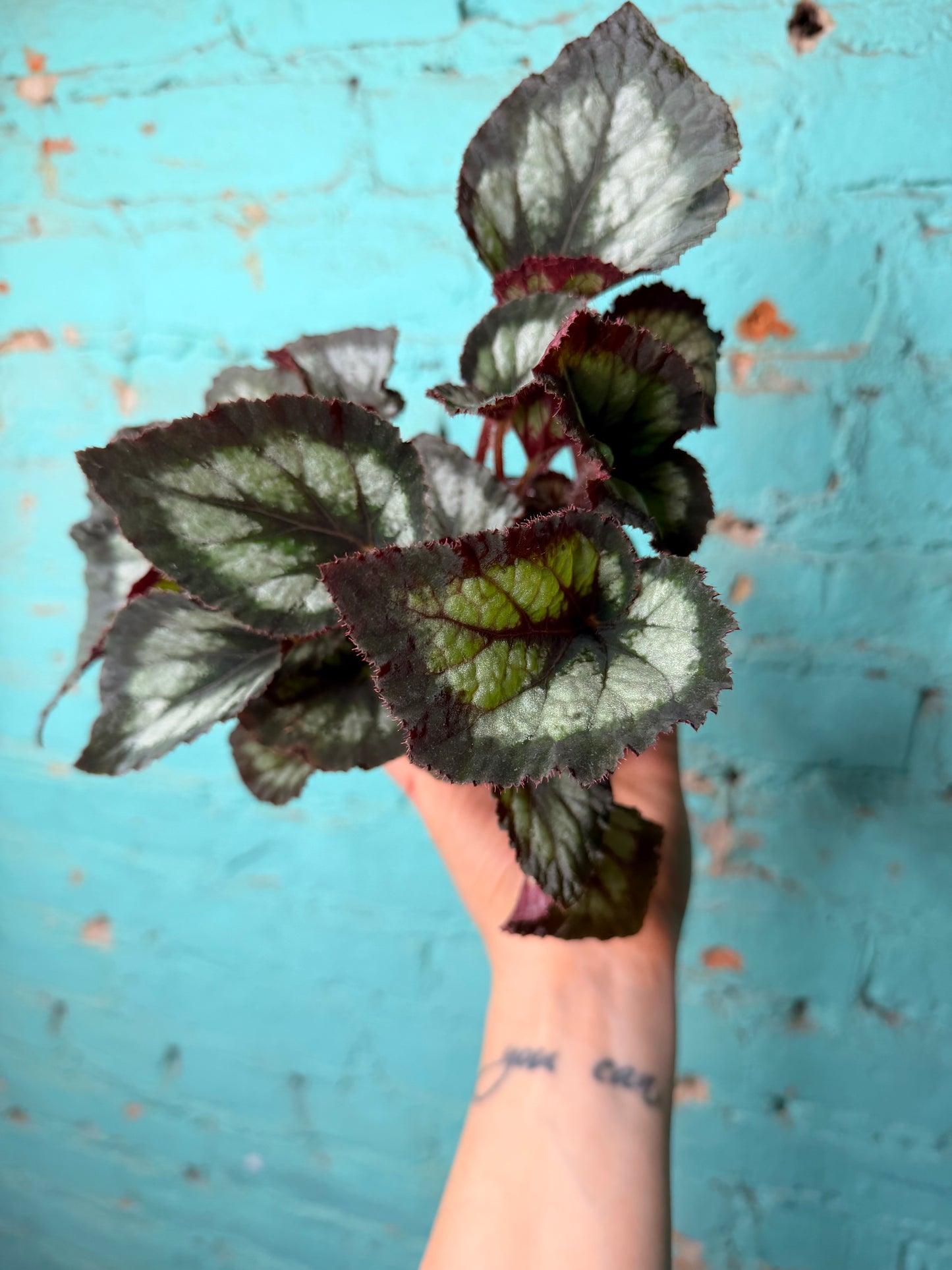 Begonia Rex “Dibs Tuxedo” 4”