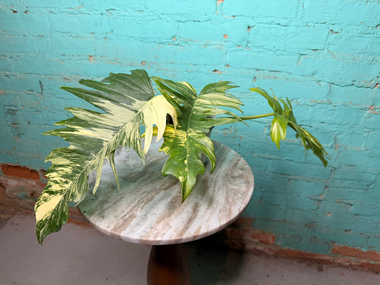 Philodendron Florida Beauty x Tortum  Variegated 4”