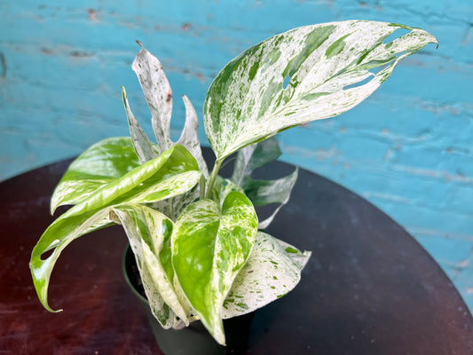 Epipremnum Pinnatum Marble Flame 4”