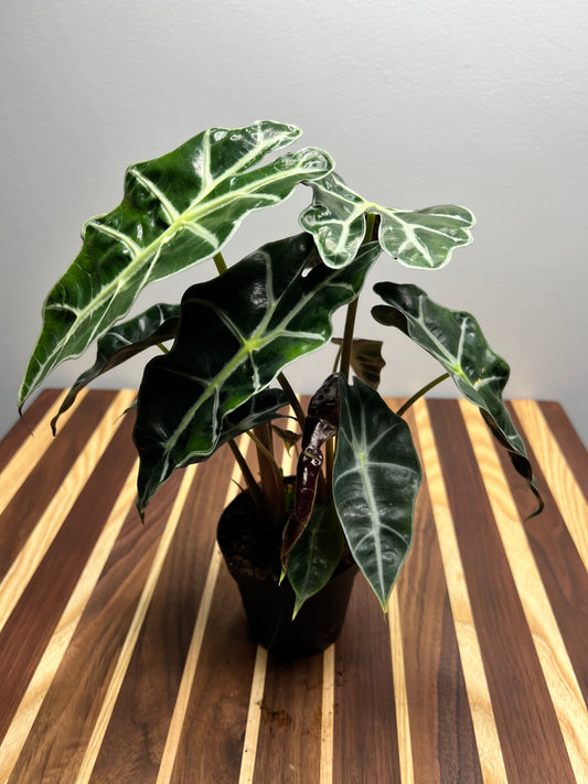 Alocasia polly