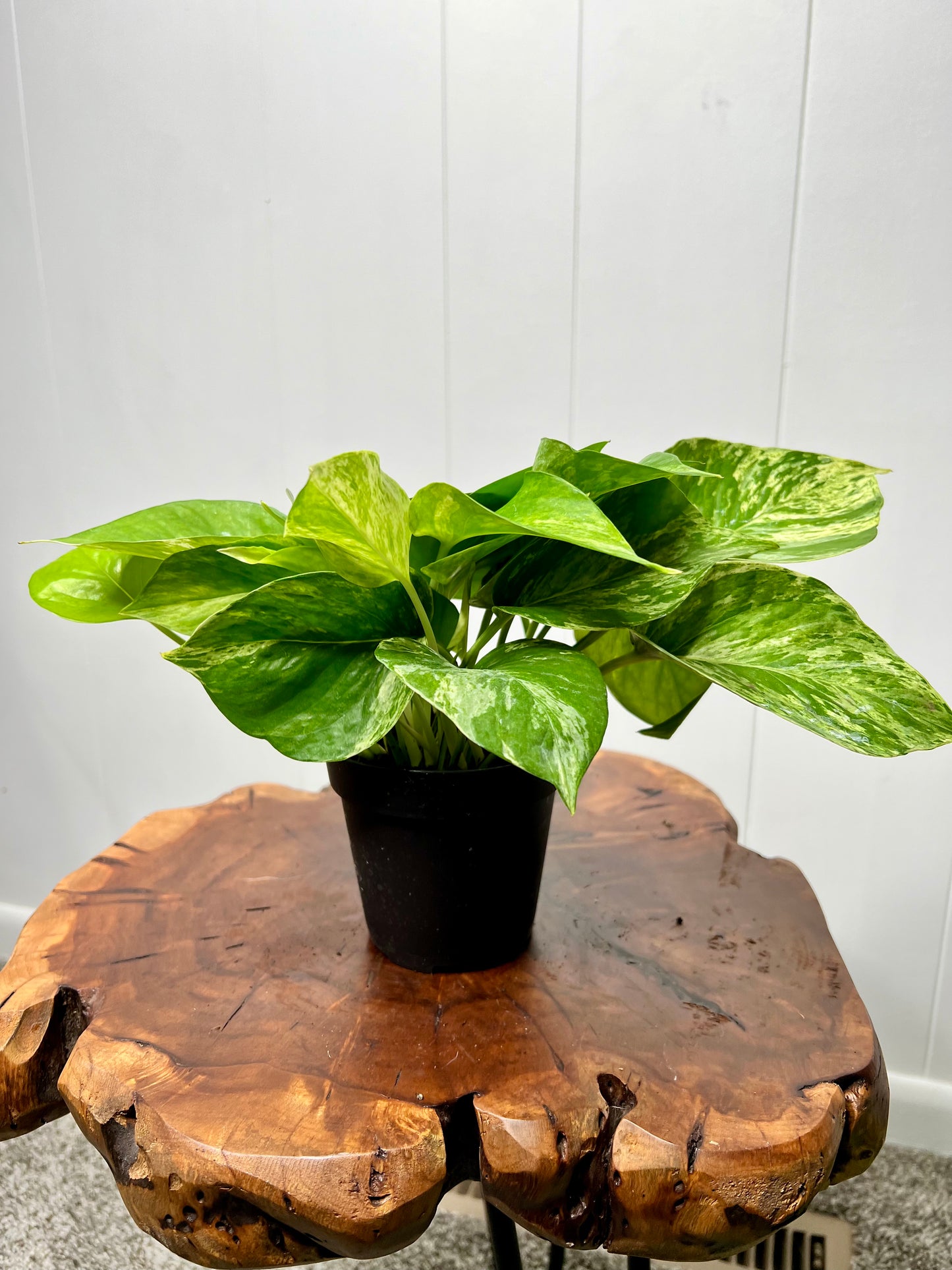 Marble Queen Pothos