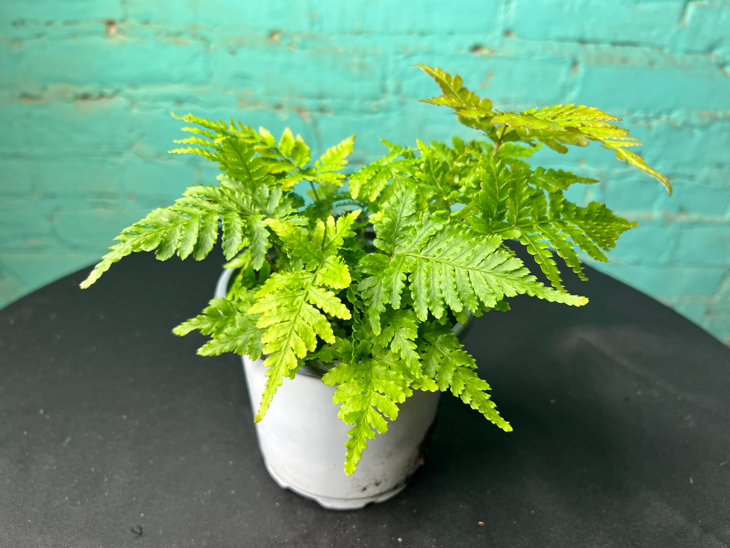 Autumn Fern 4”
