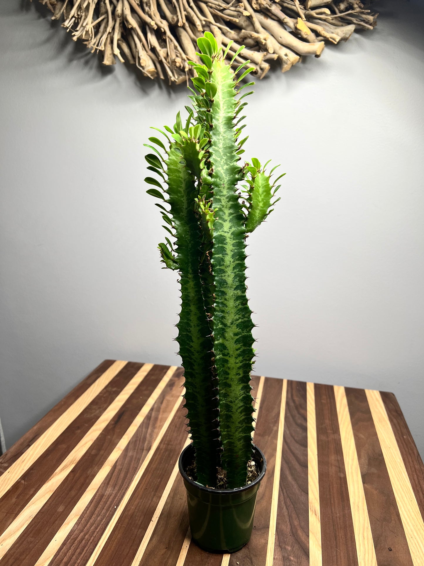 Euphorbia Trigonia green 4”