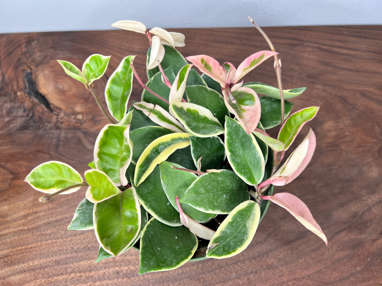 Hoya Krimson Queen 6”