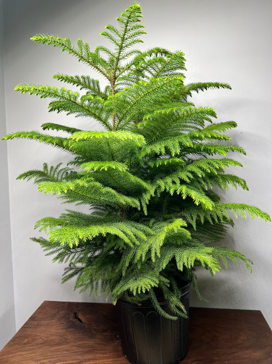 Norfolk Pine 10”