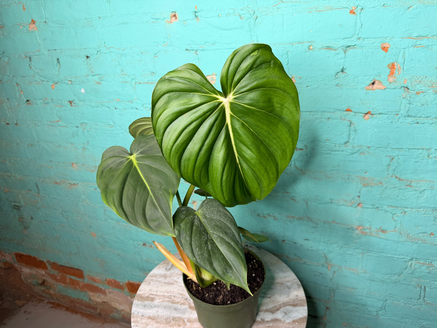 Philodendron McDowell 6”