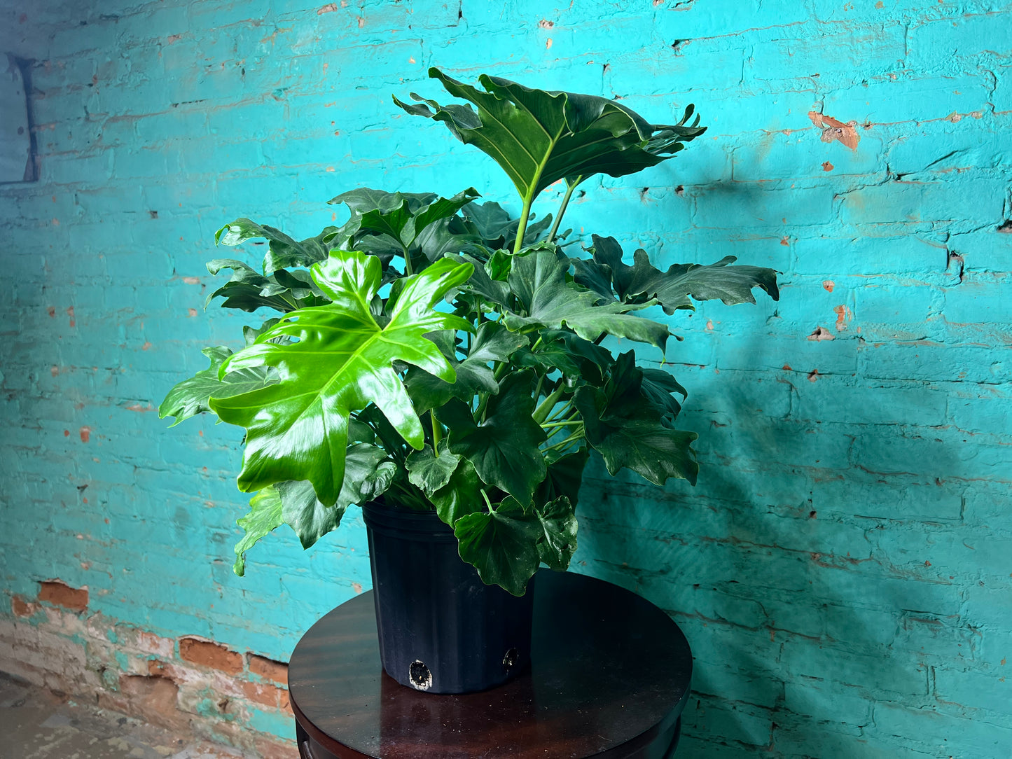 Philodendron Selloum (Hope) 10”