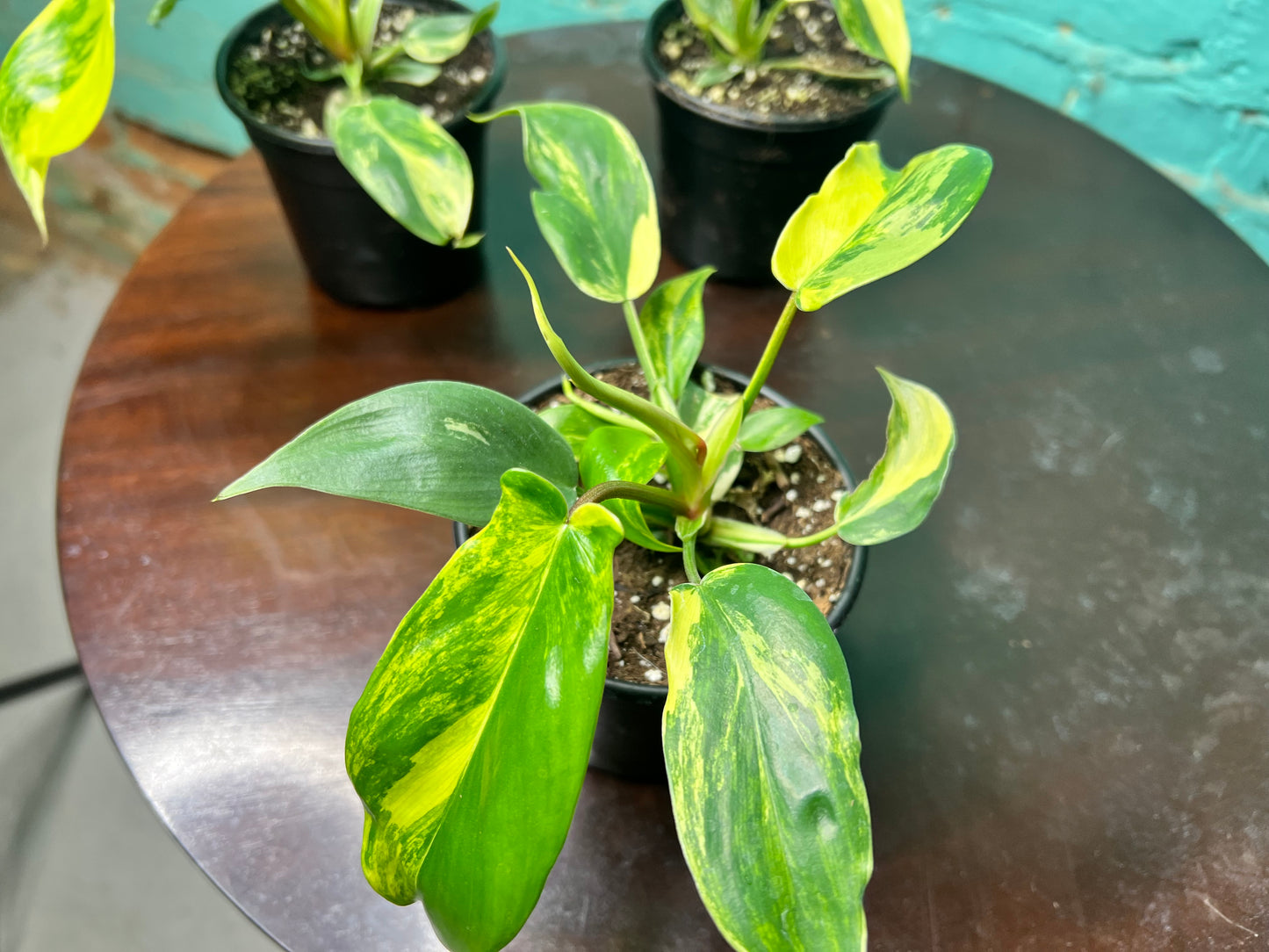 Philodendron Florida Beauty Variegated 4”
