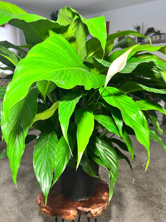 Peace Lilly (10inch)