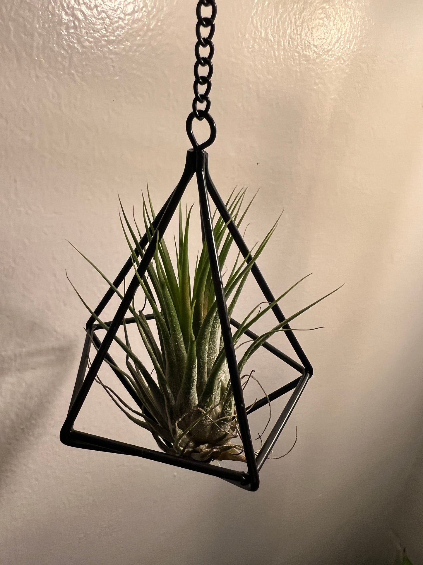 Air plant with black holder