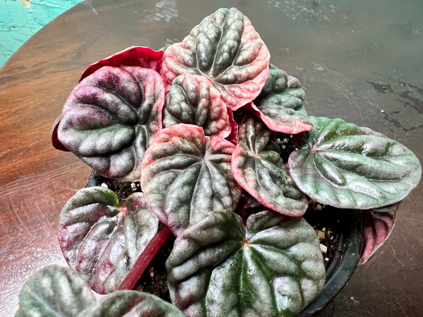 Peperomia Abicos 4”