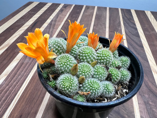 Rebutia Fabrisii 4”