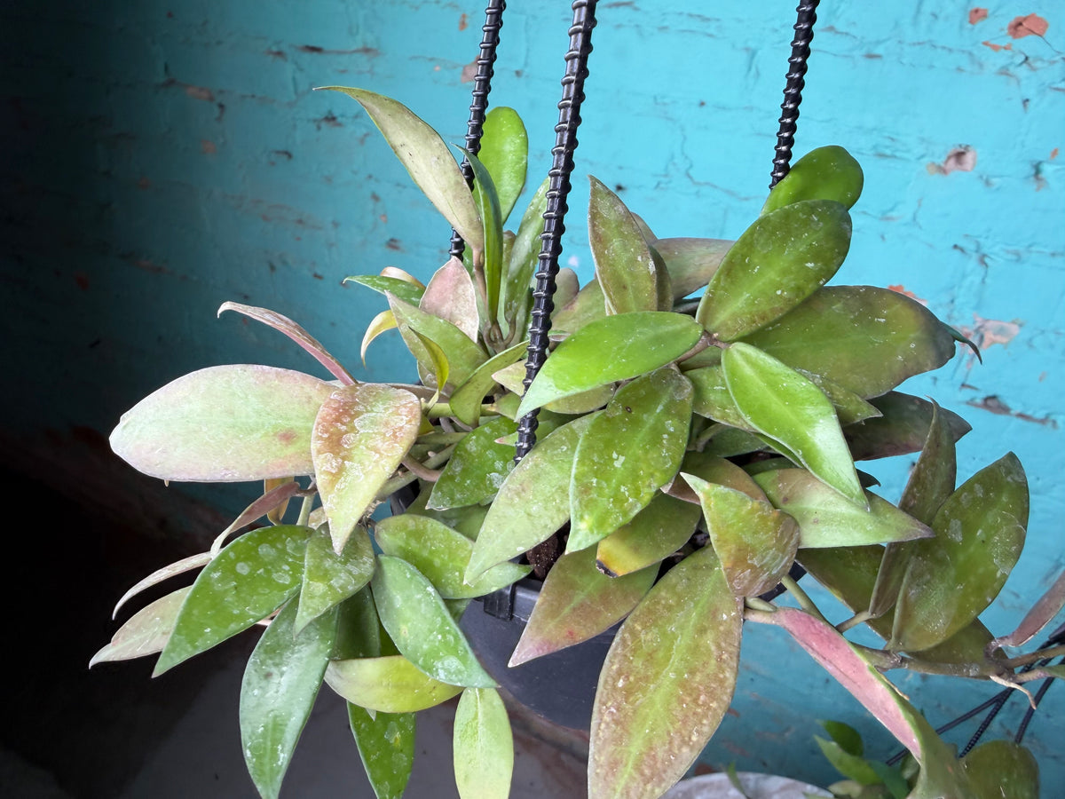 Hoya Nicholsoniae 4”