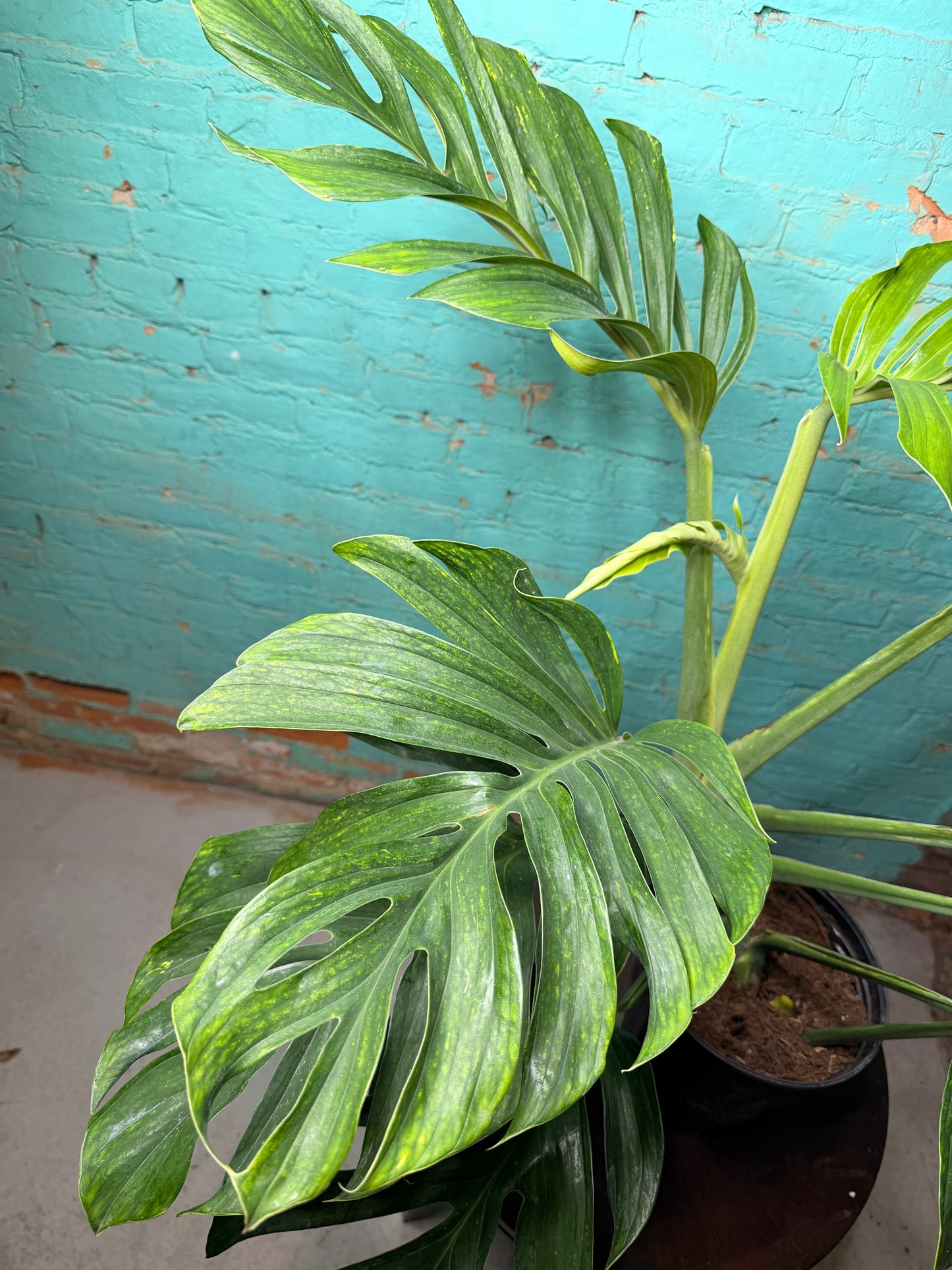 Monstera Pinnatipartita 10”