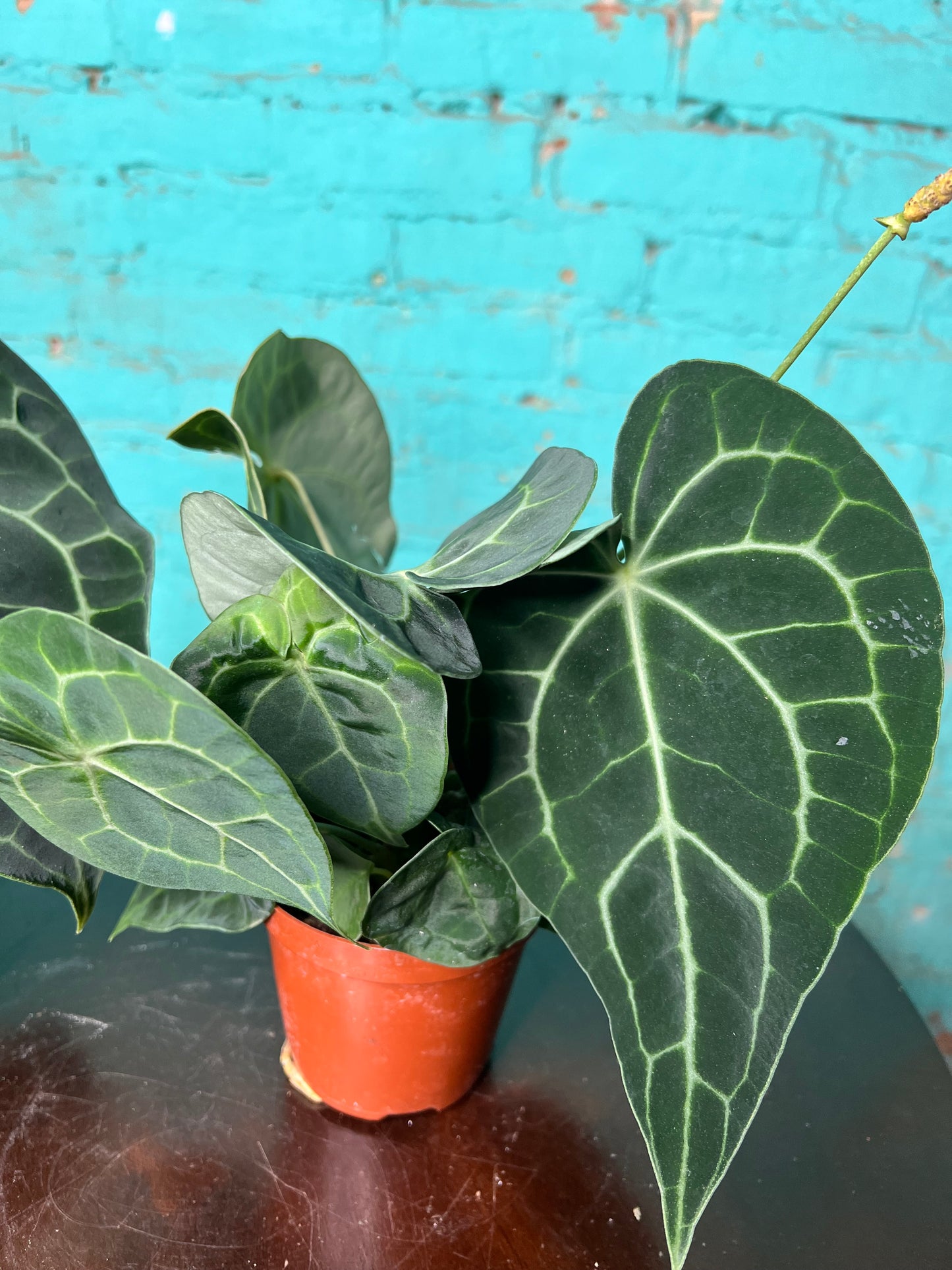 Anthurium Clarinervium 4”