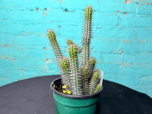 Euphorbia Baioensis 4”