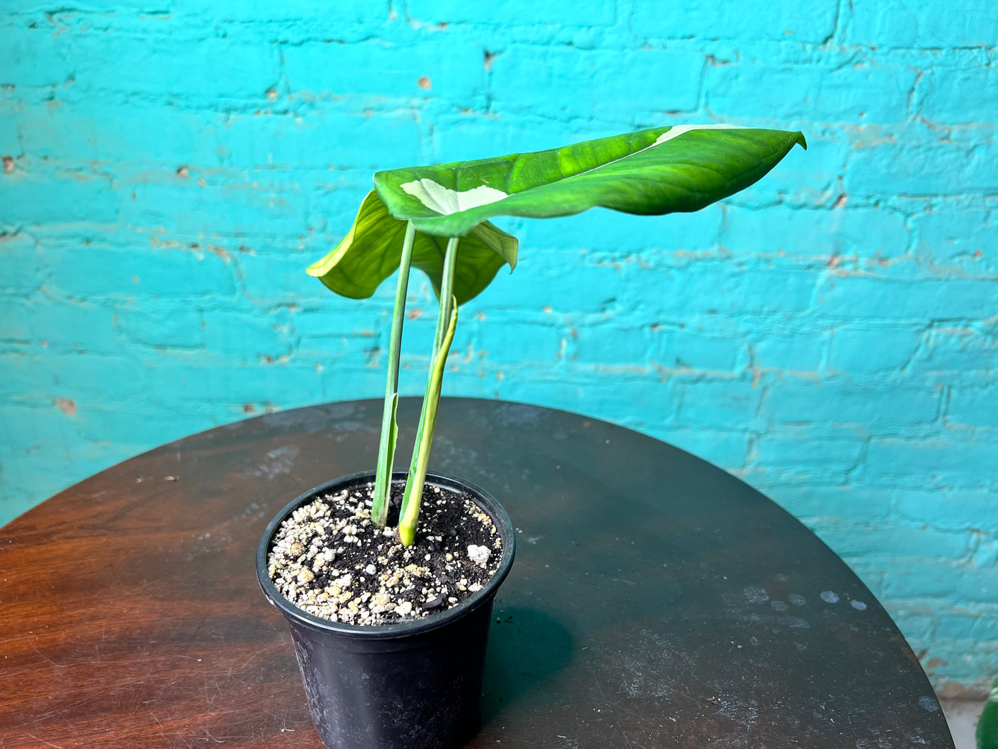 Syngonium Chiapense Variegated 4”