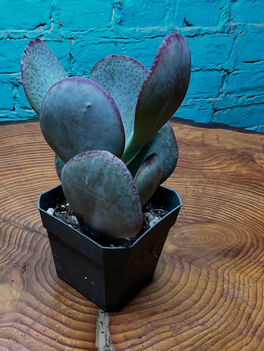 Jade Silver Dollar