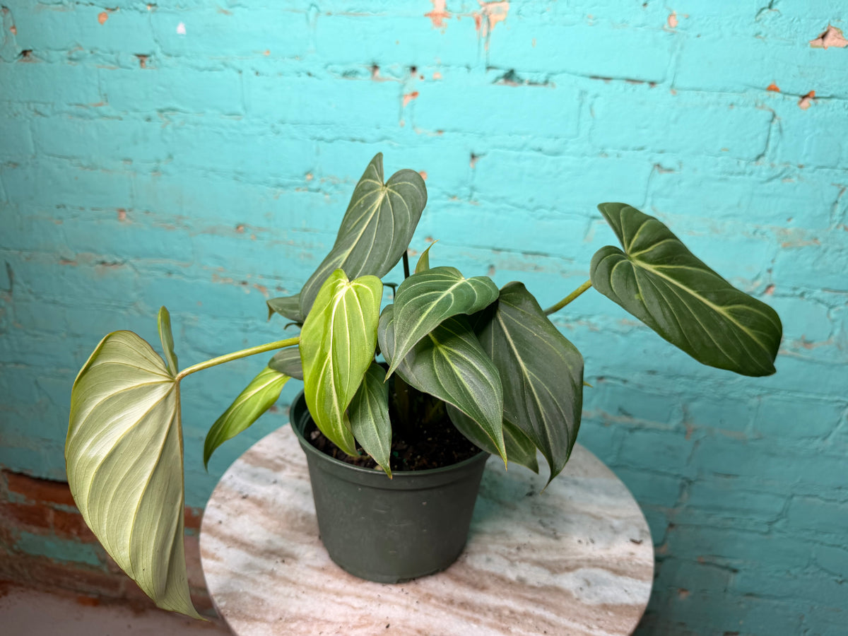 Philodendron Gloriosum 6”