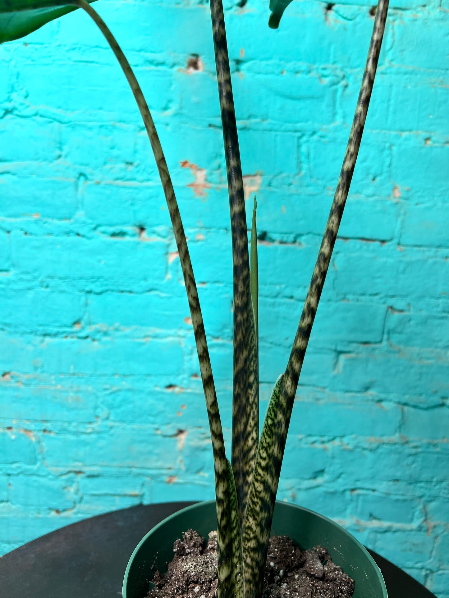 Alocasia-Tigrina 6”