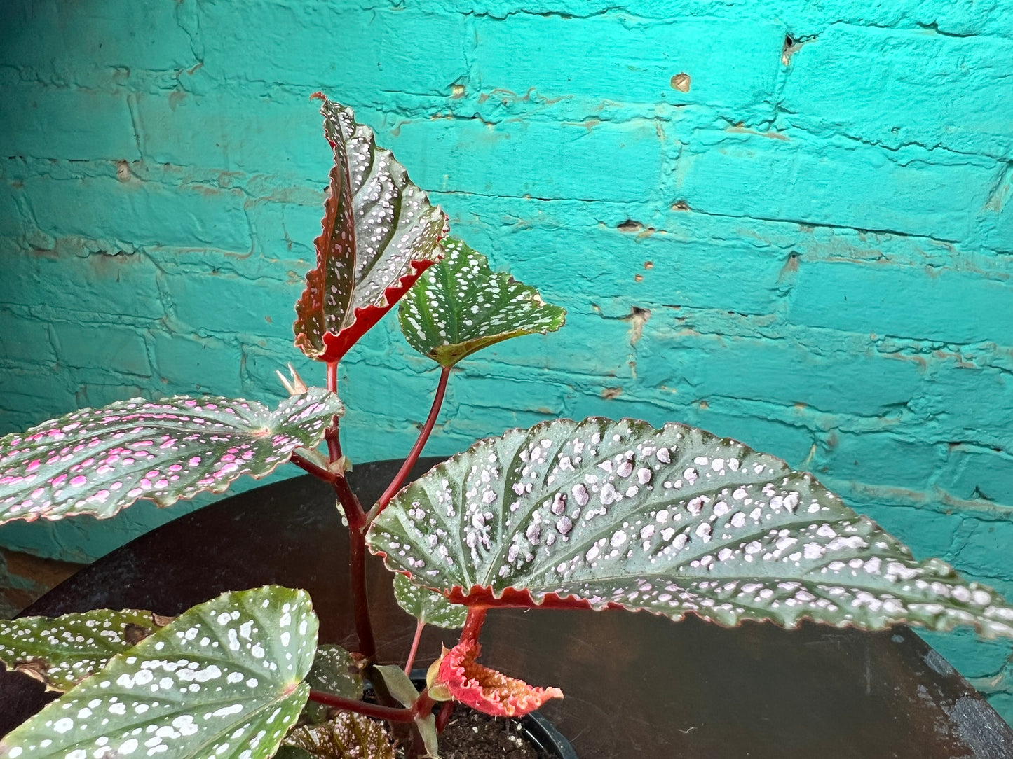 Begonia Maculata Pink (Polka Dot)