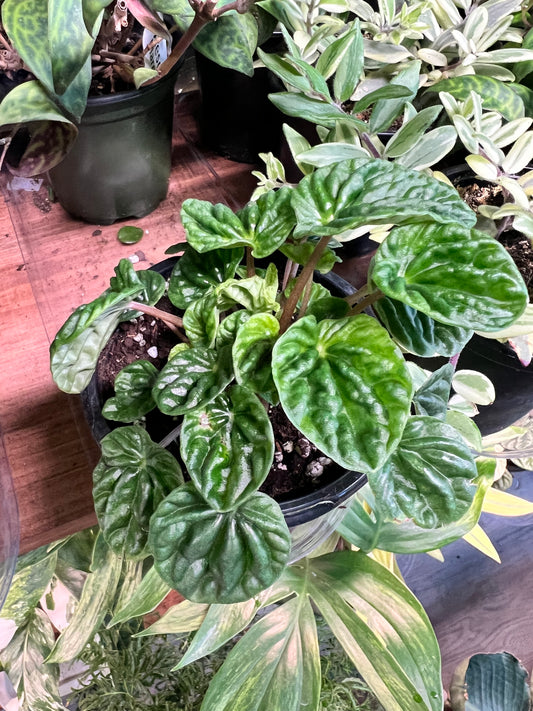 Peperomia Neon Green Ripples 4”