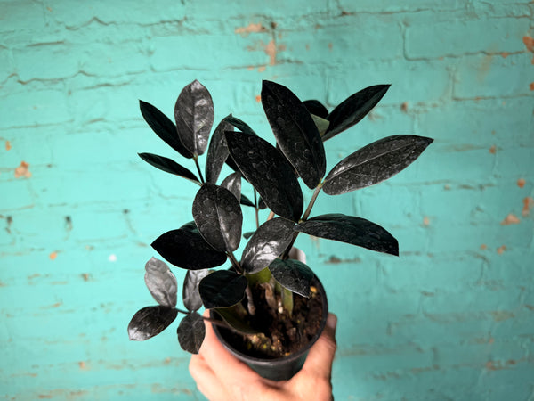 ZZ Plant ‘Super Nova’