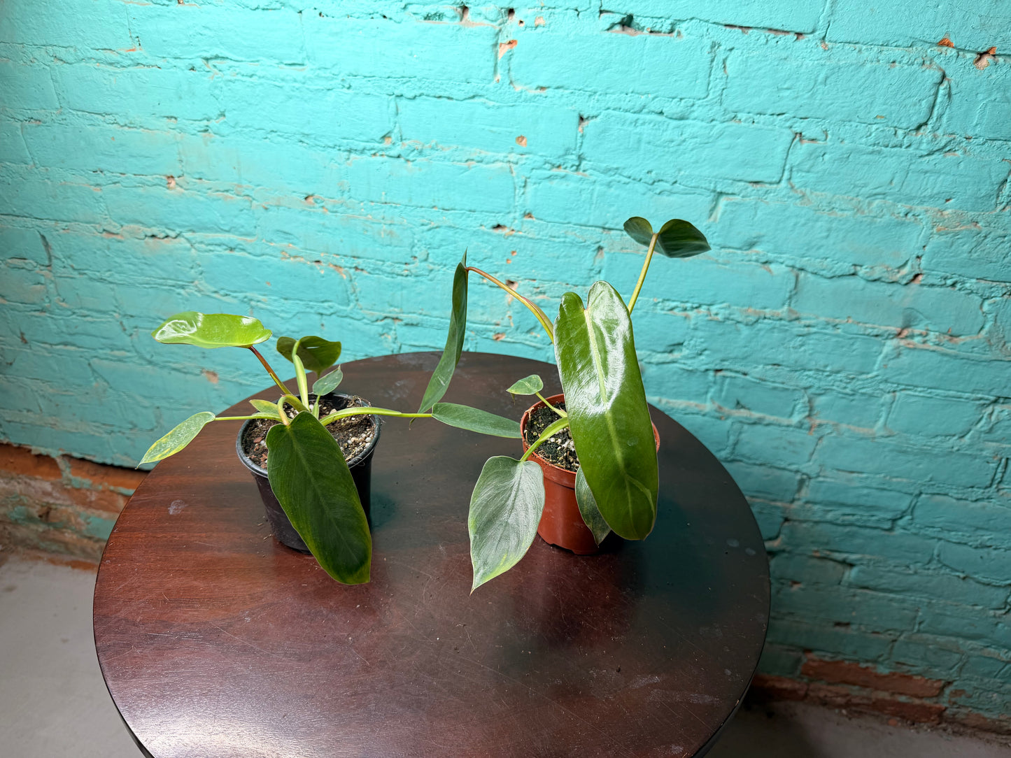 Philodendron-Spirit of Sacti